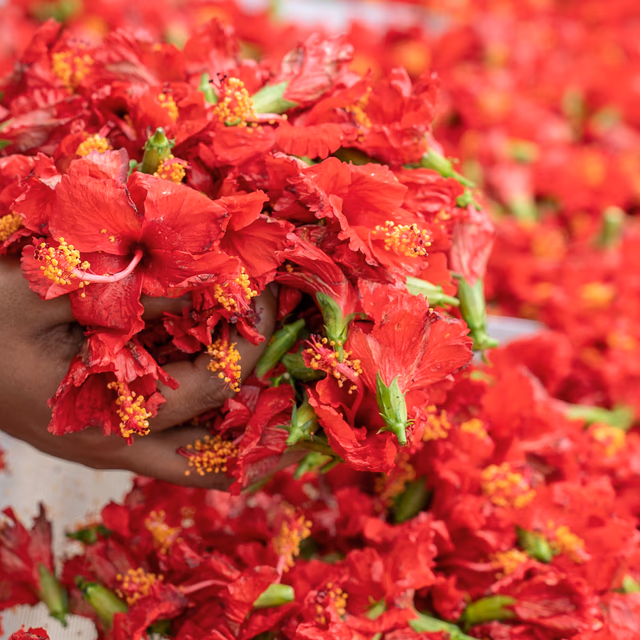 Hibiscus Flowers