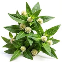 Bringraj Extract
