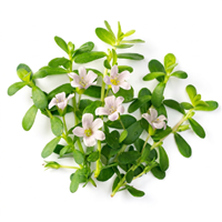 Brahmi Extract