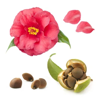 Camellia Seed
