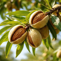 Sweet Almond