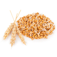 Wheat Germ
