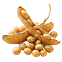 Soya
