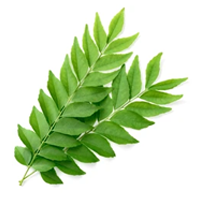 Curry Leaves Extract