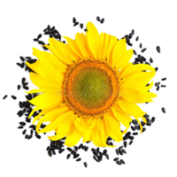Sunflower Seeds