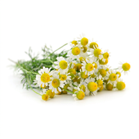 Chamomile Oil