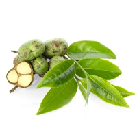 Green Tea Seed